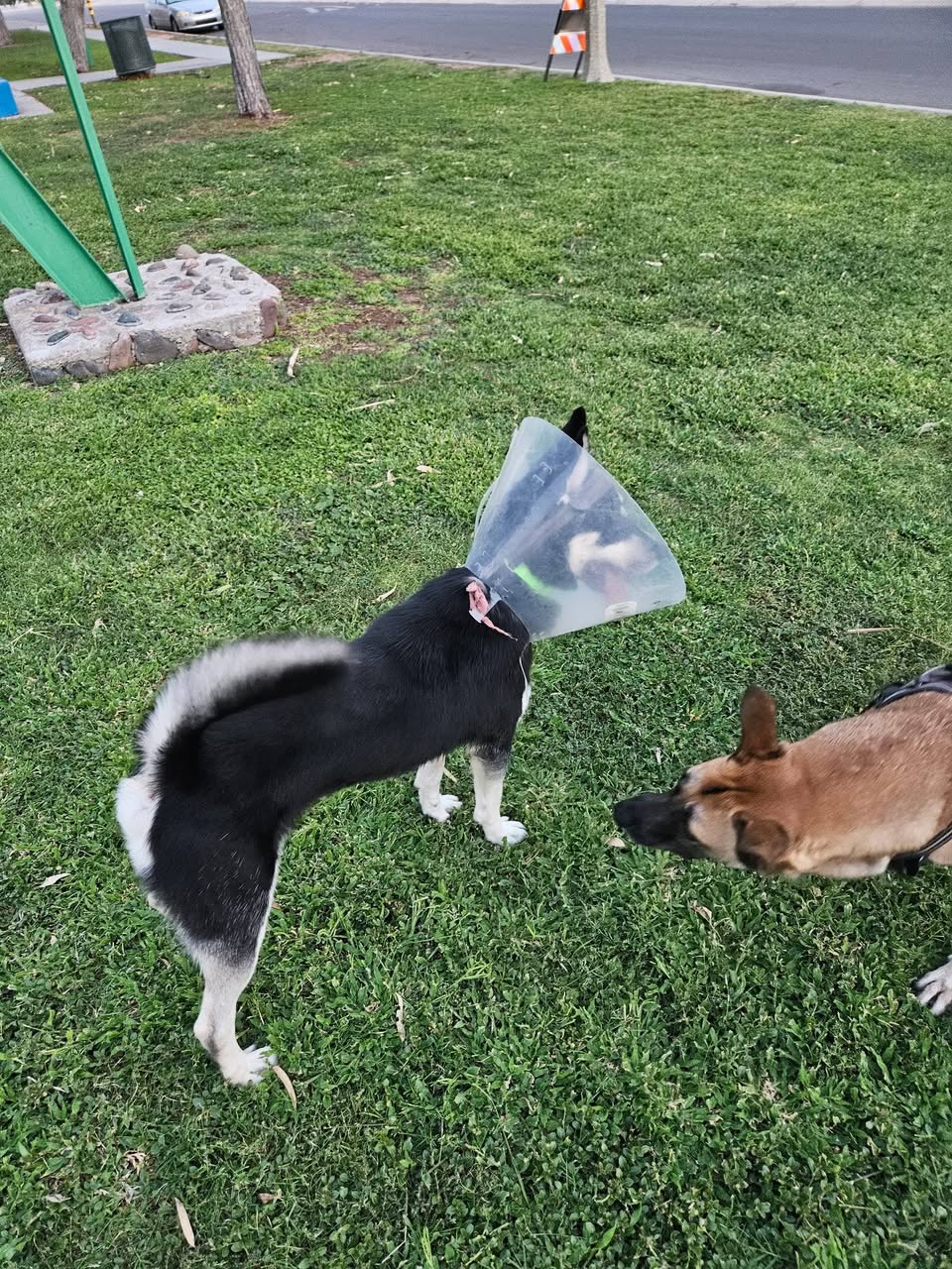 Found dog