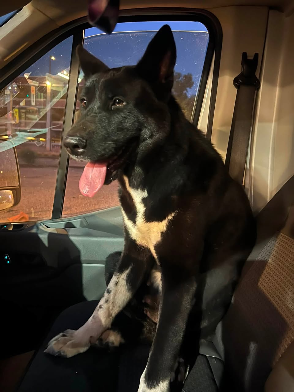 Found dog