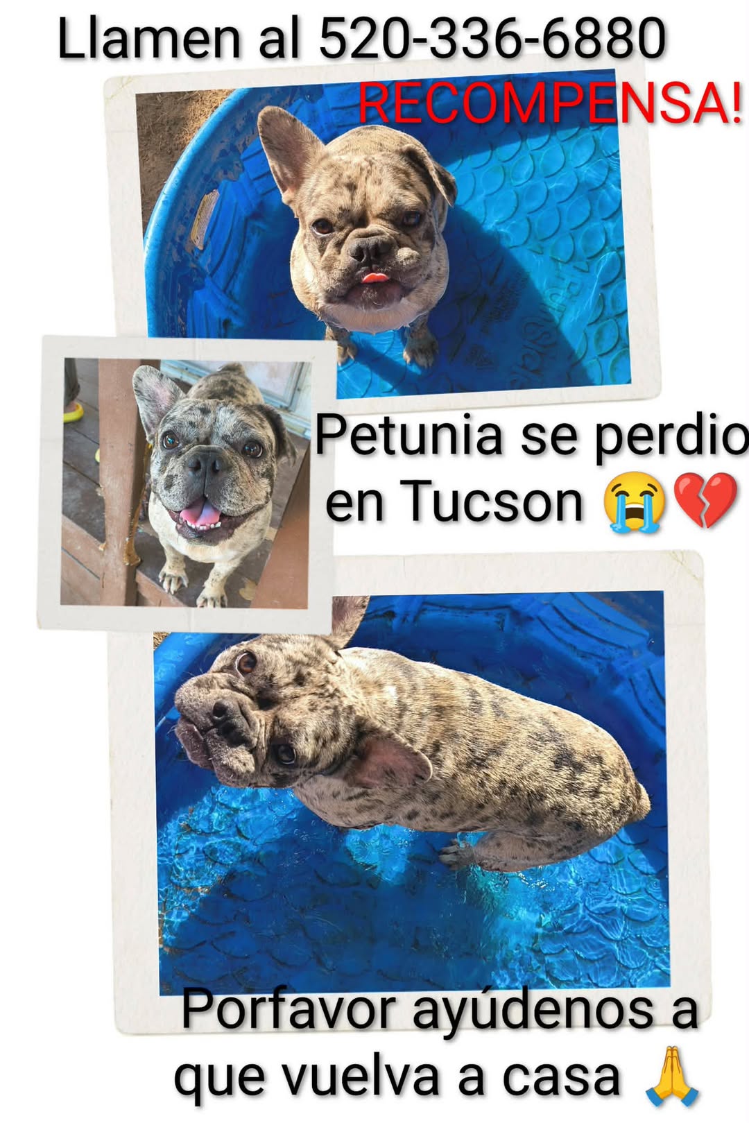Lost Dog in Tucson