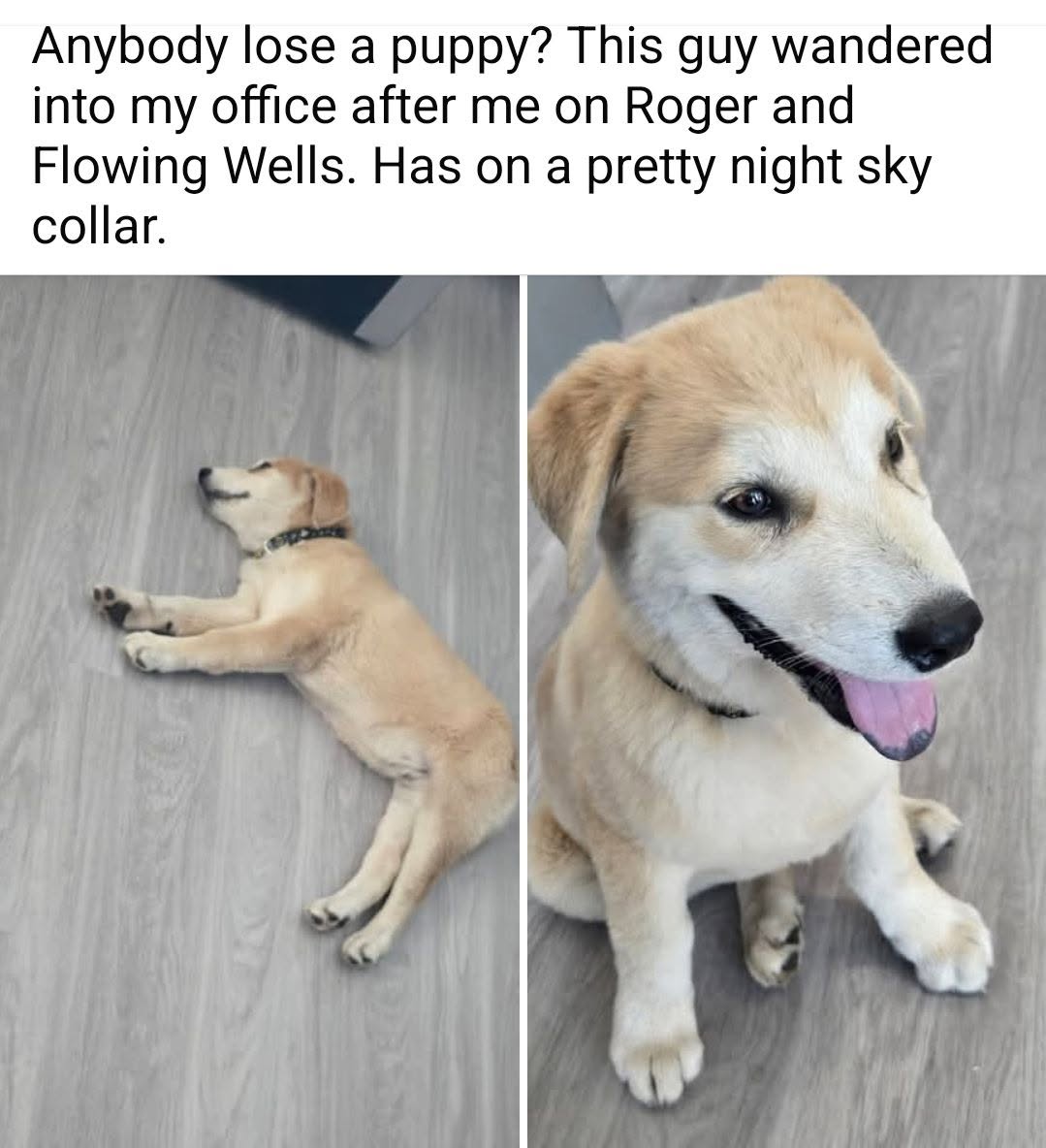 Found dog