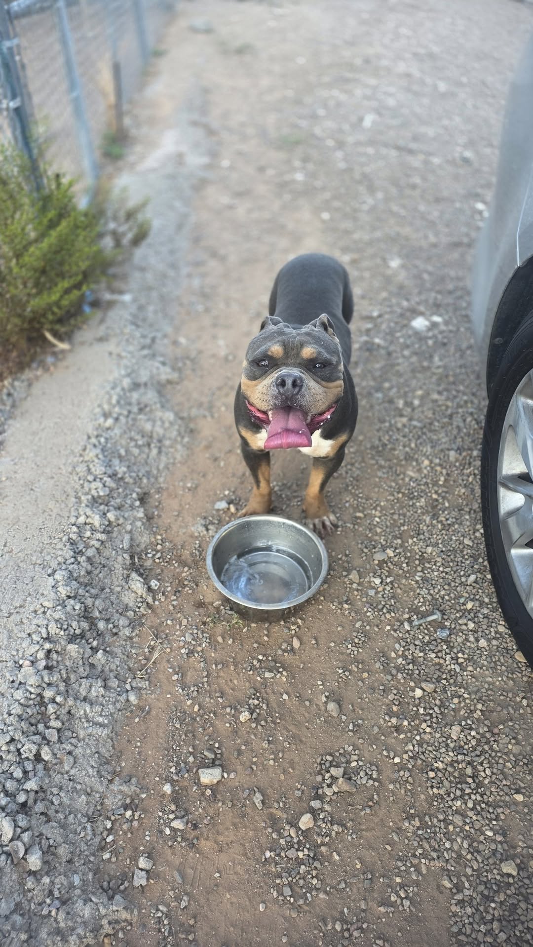 Found dog