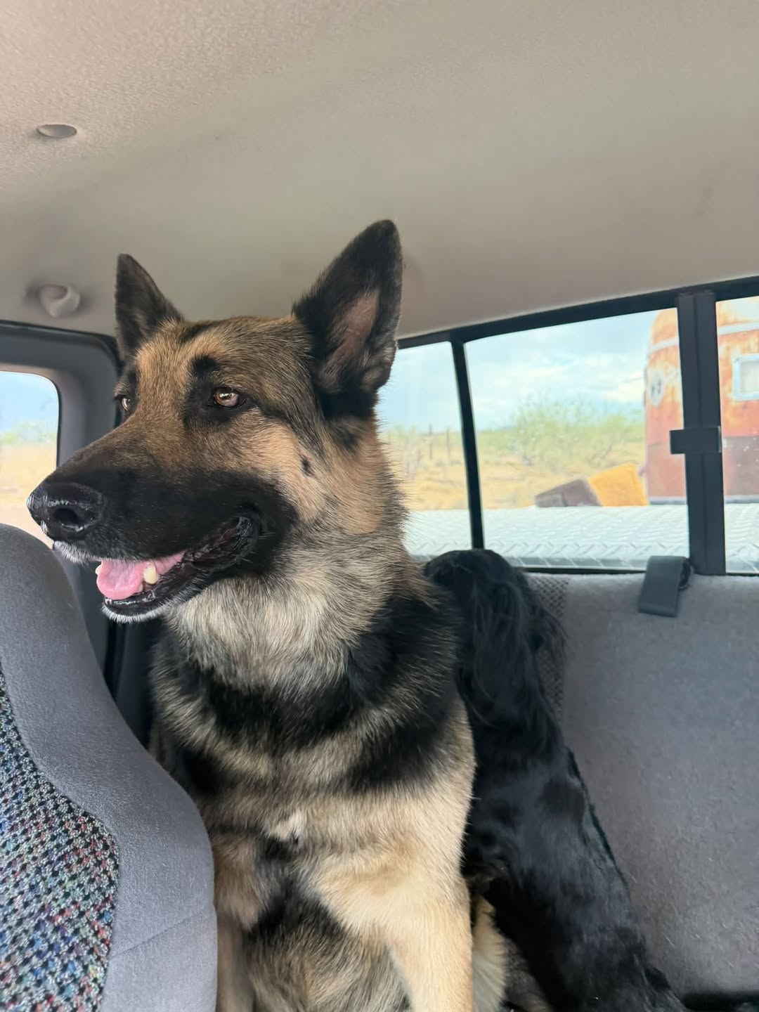 Lost Dog in Travisgant