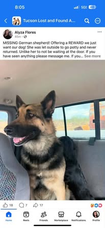 Found dog