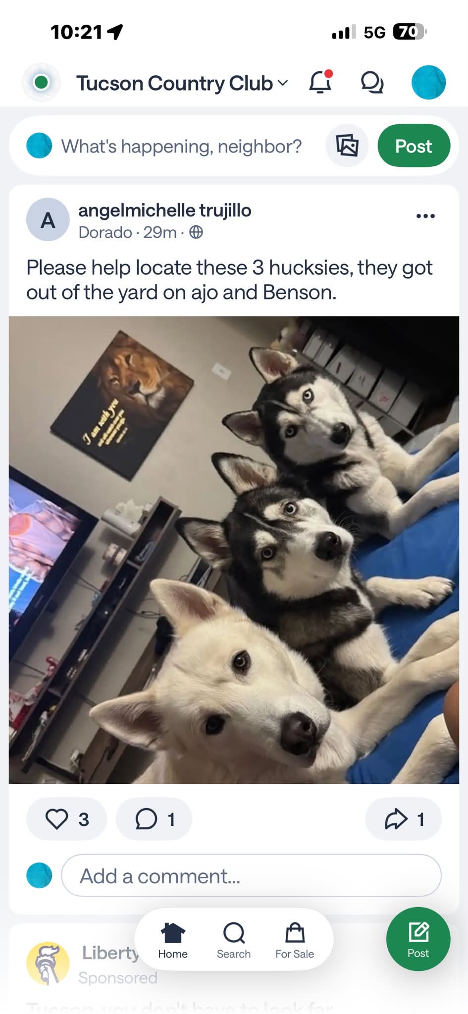 Lost Dog in Tucson
