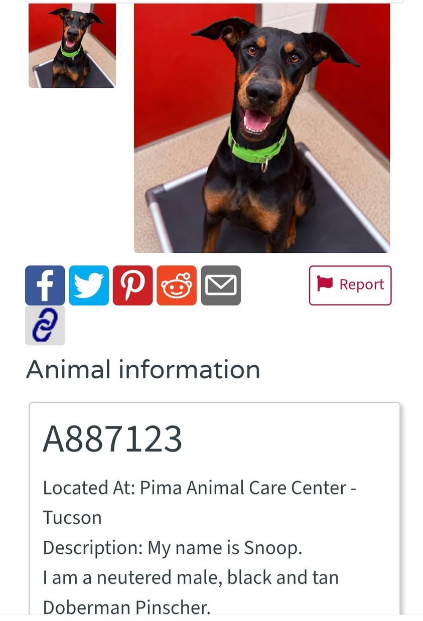 Found dog