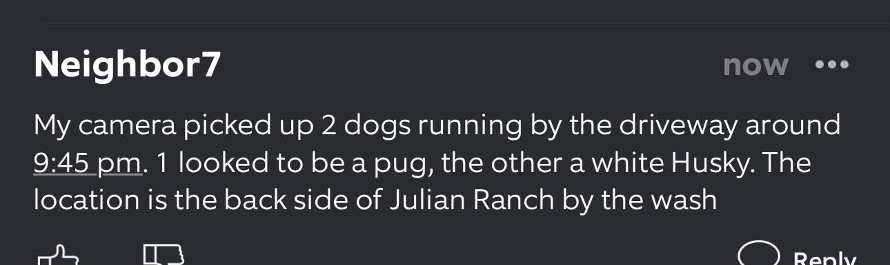 Found dog