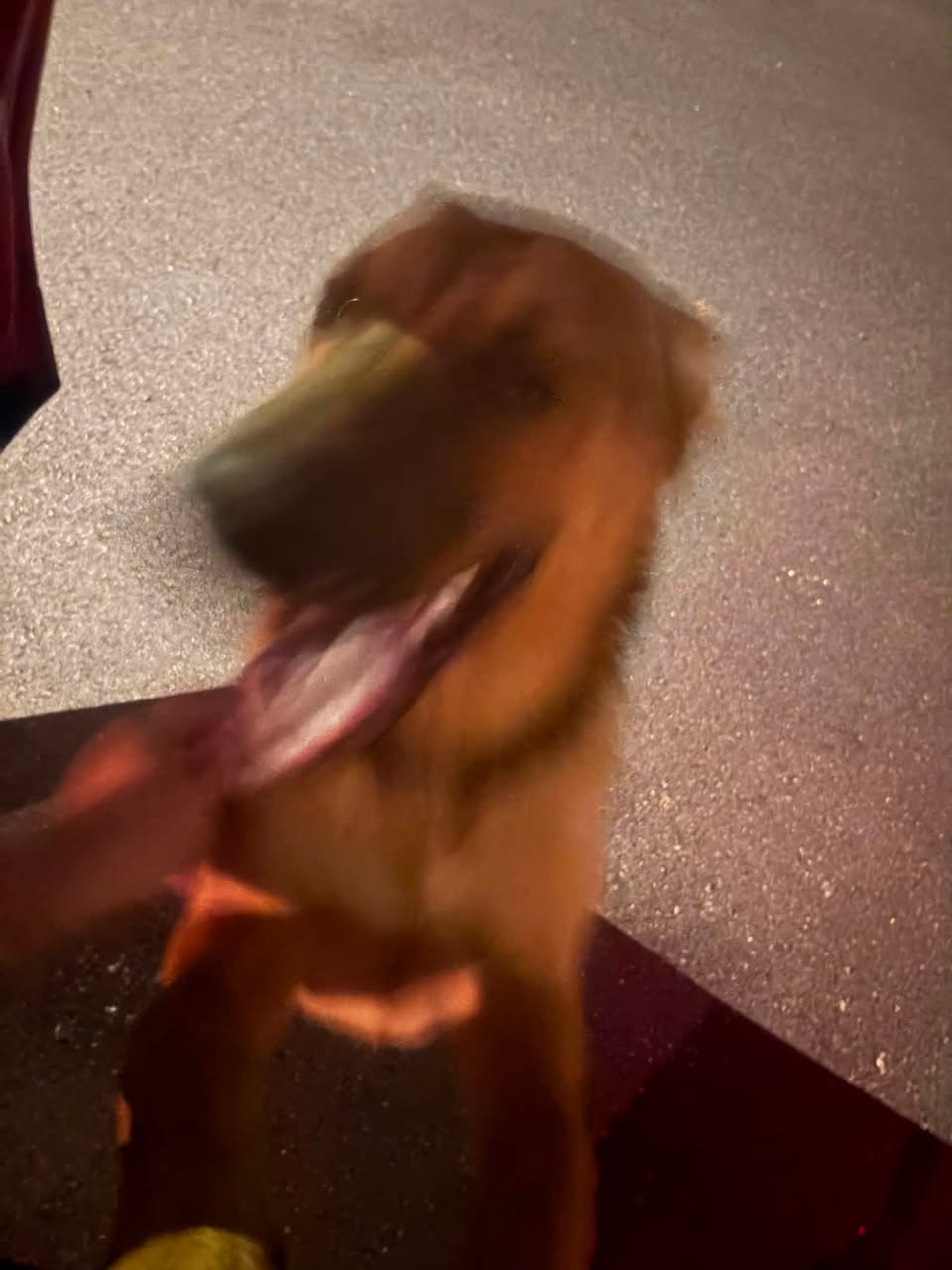 Found dog
