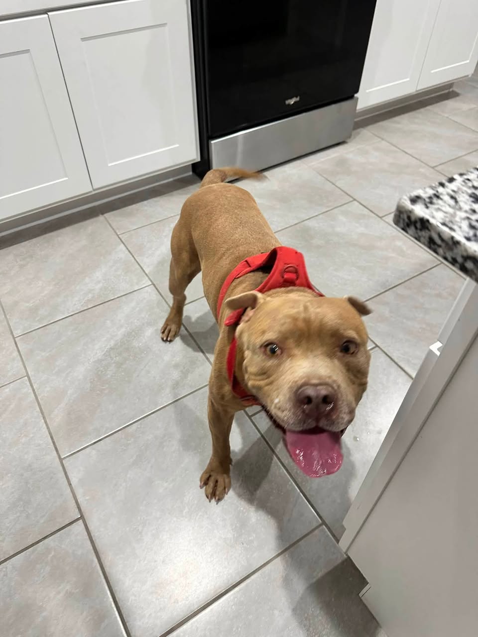 Found dog