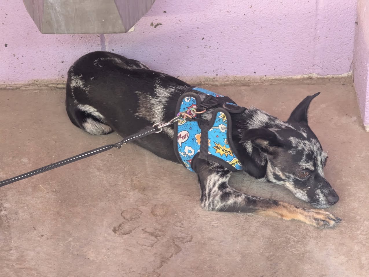 Found dog