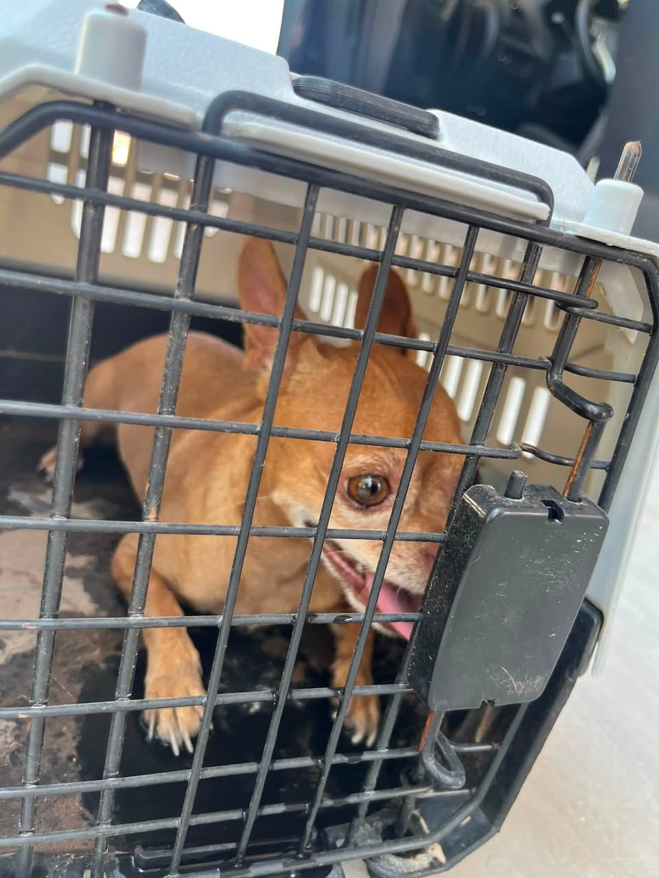 Found dog