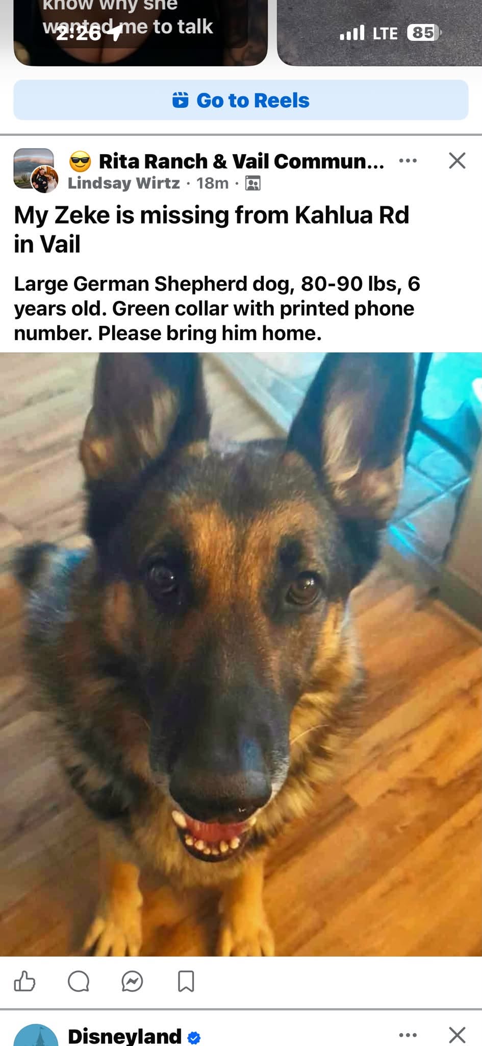 Lost dog