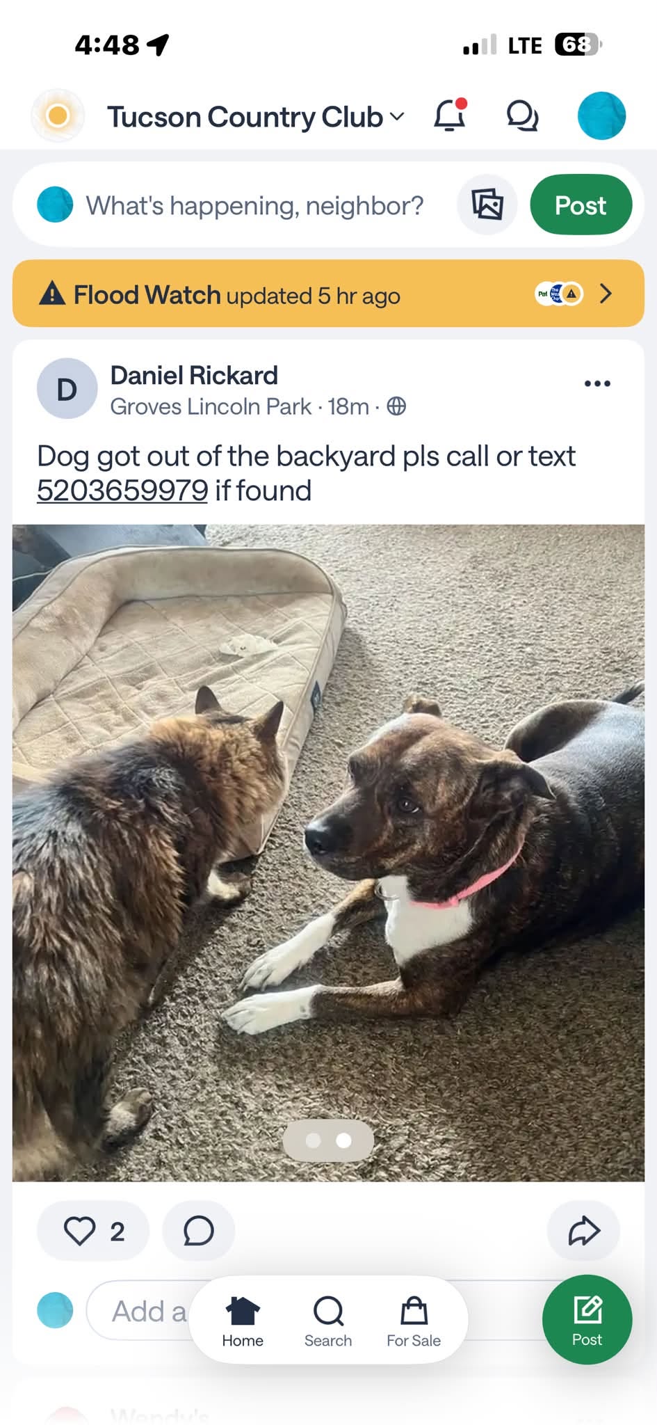 Lost dog