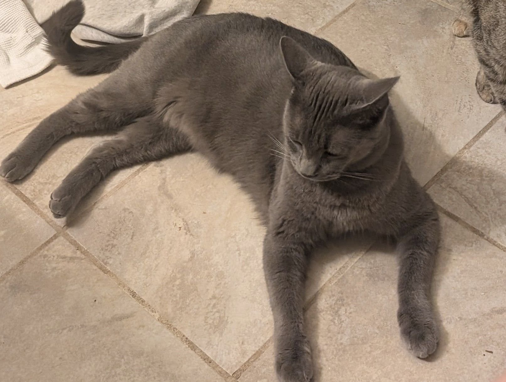 Lost cat