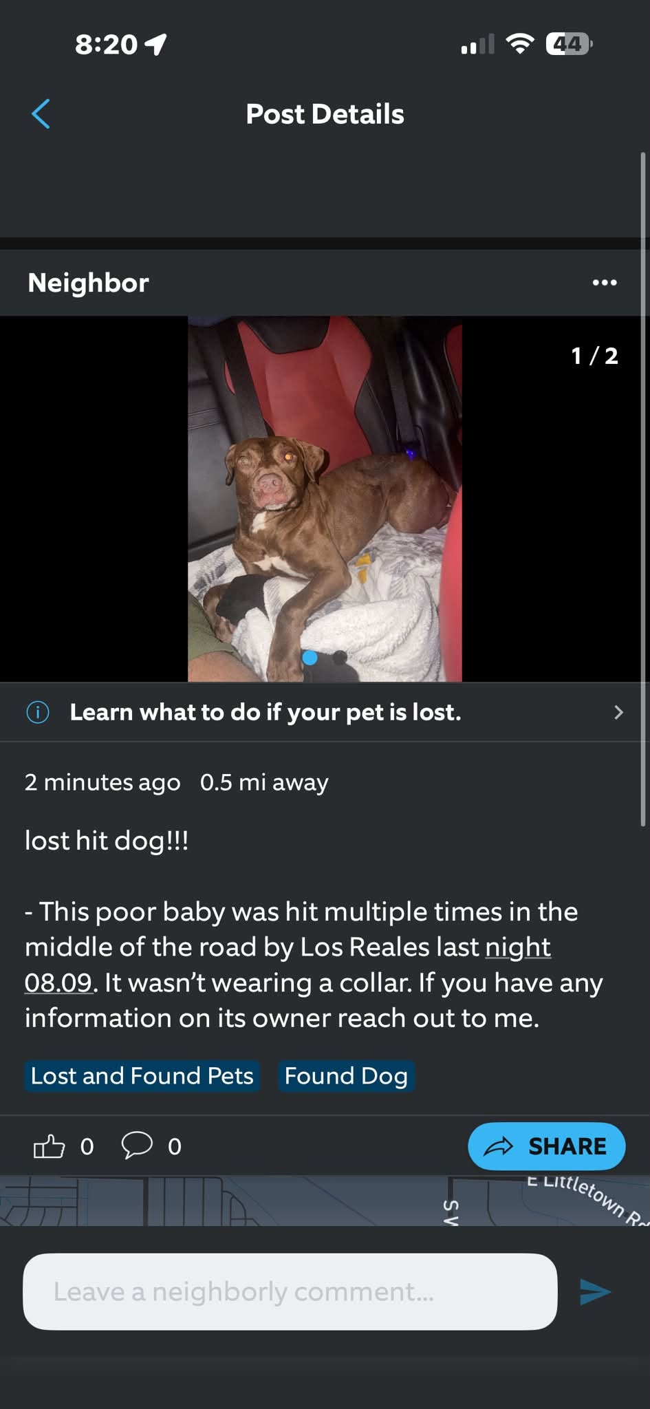 Found dog
