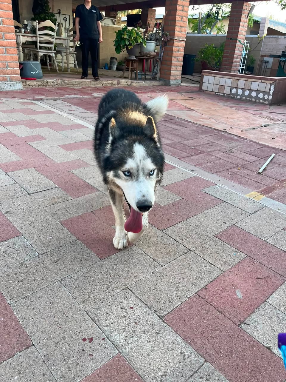 Found dog