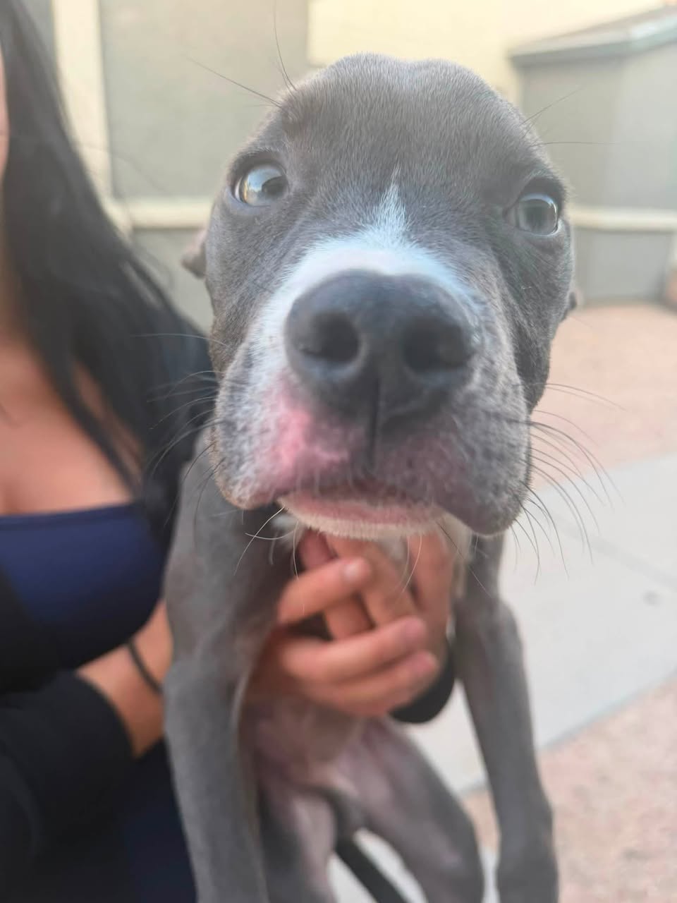 Found dog