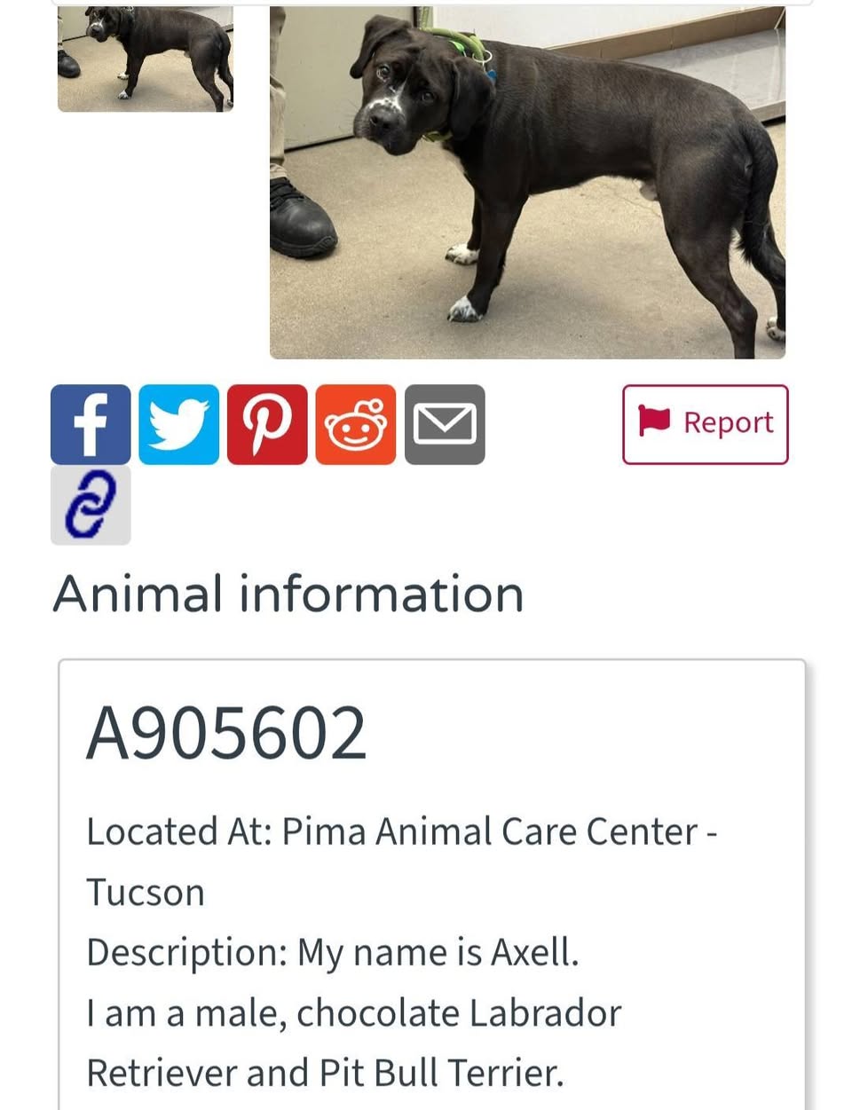 Found dog