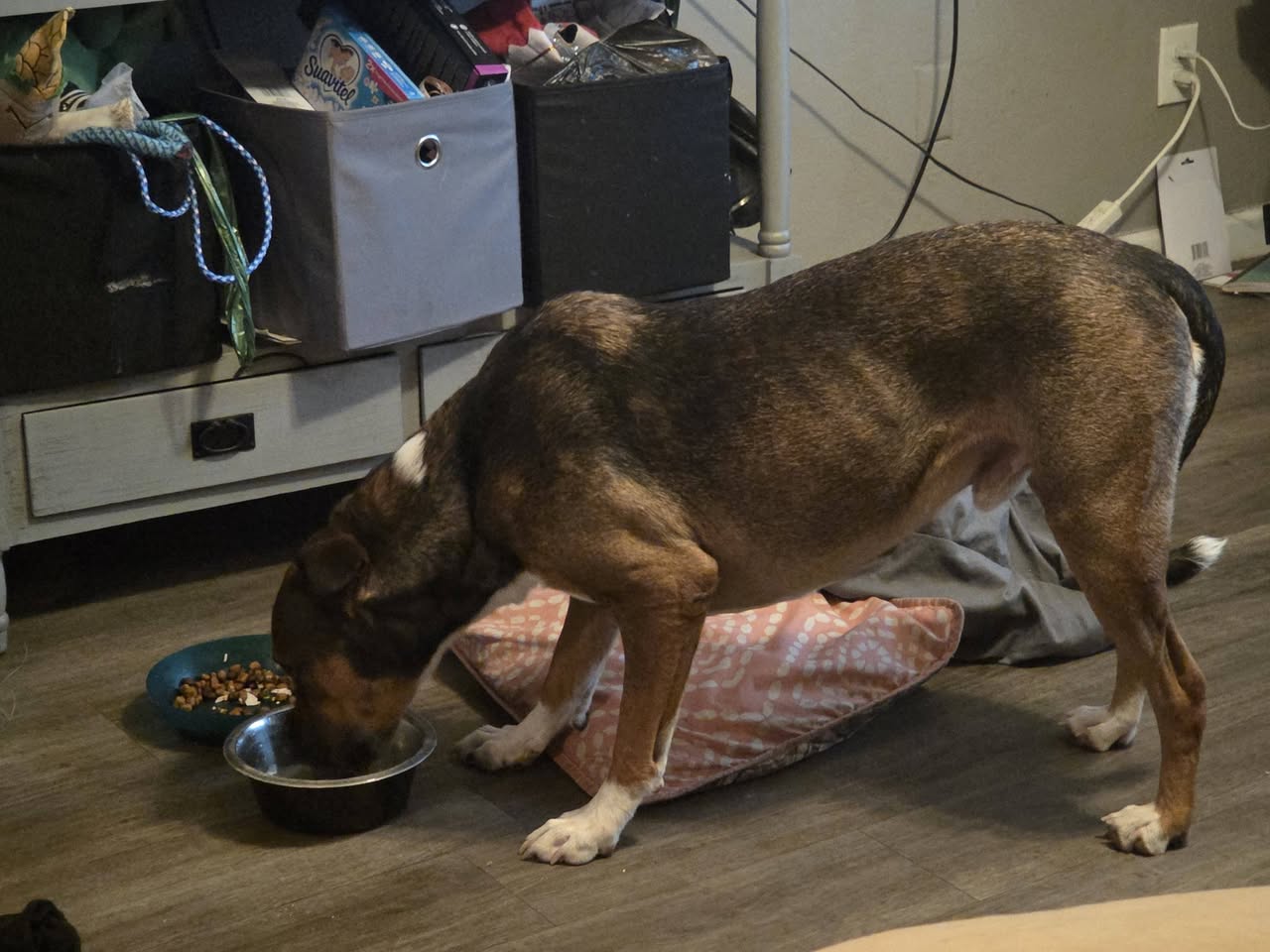 Found dog