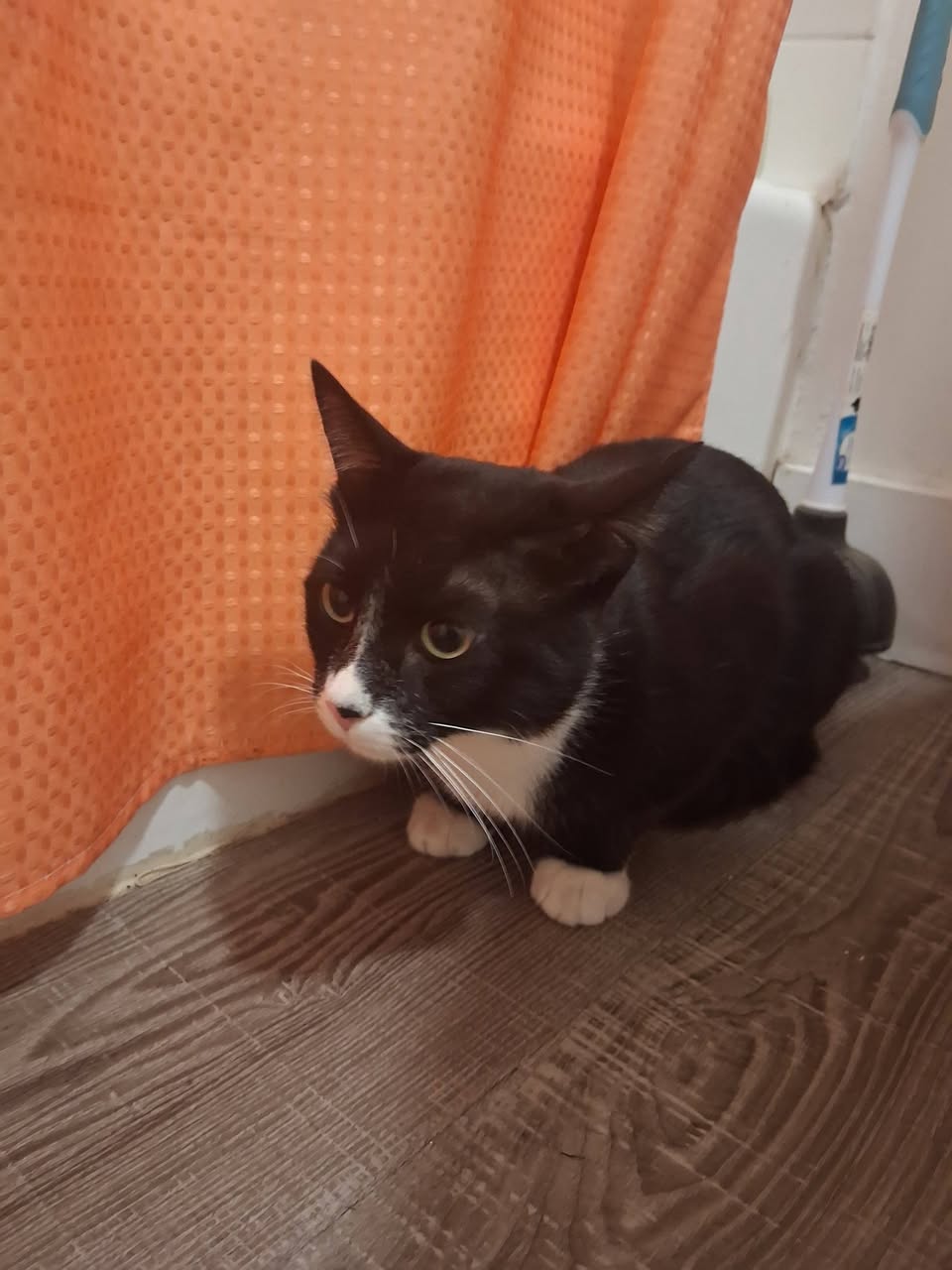 Found cat