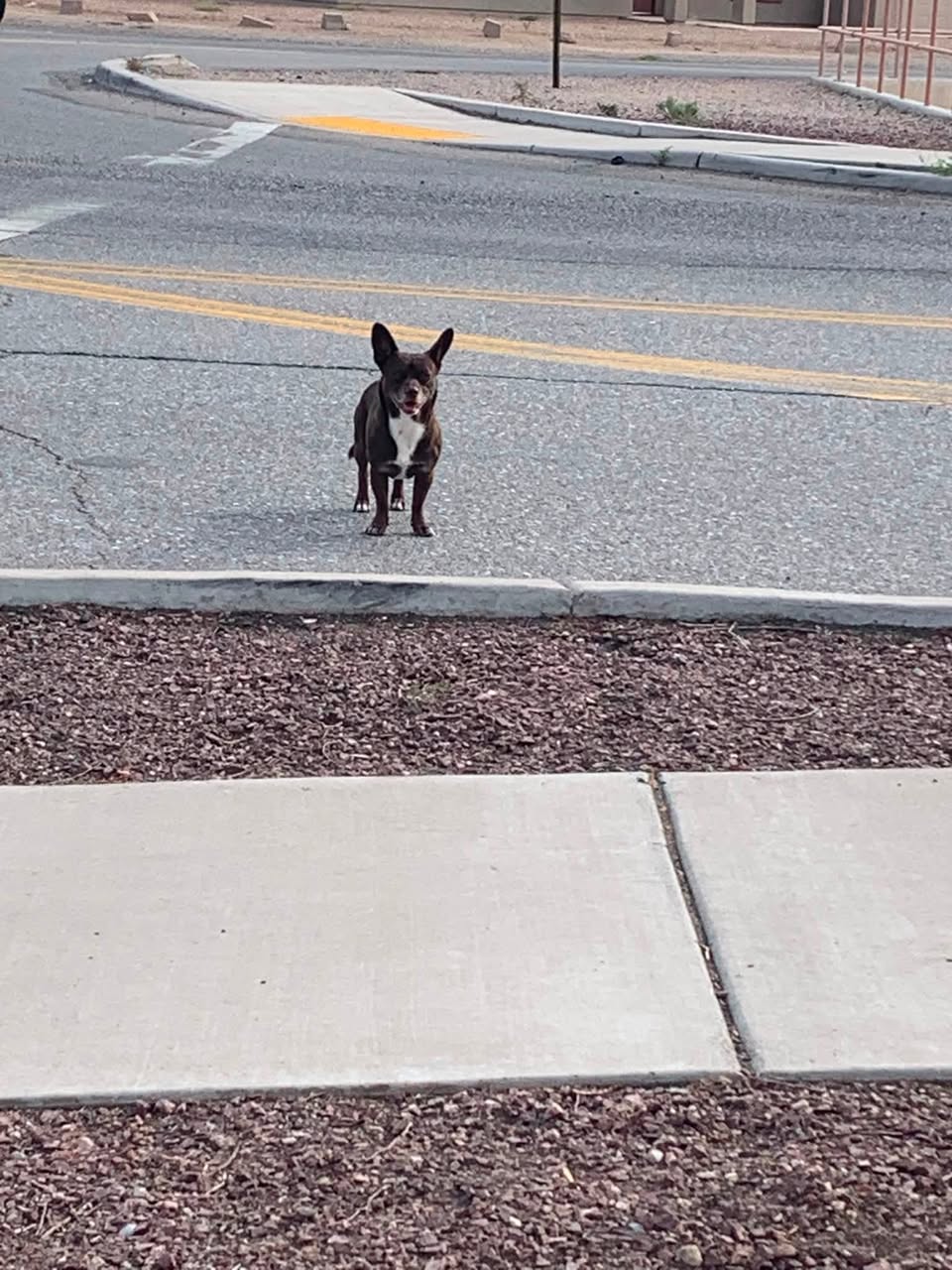 Found dog