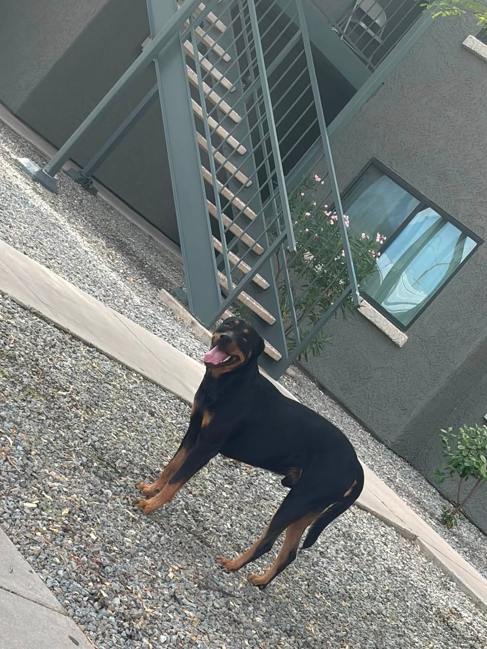 Found dog
