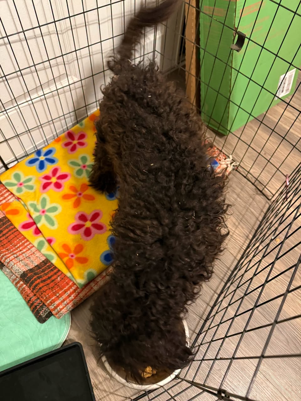 Found dog