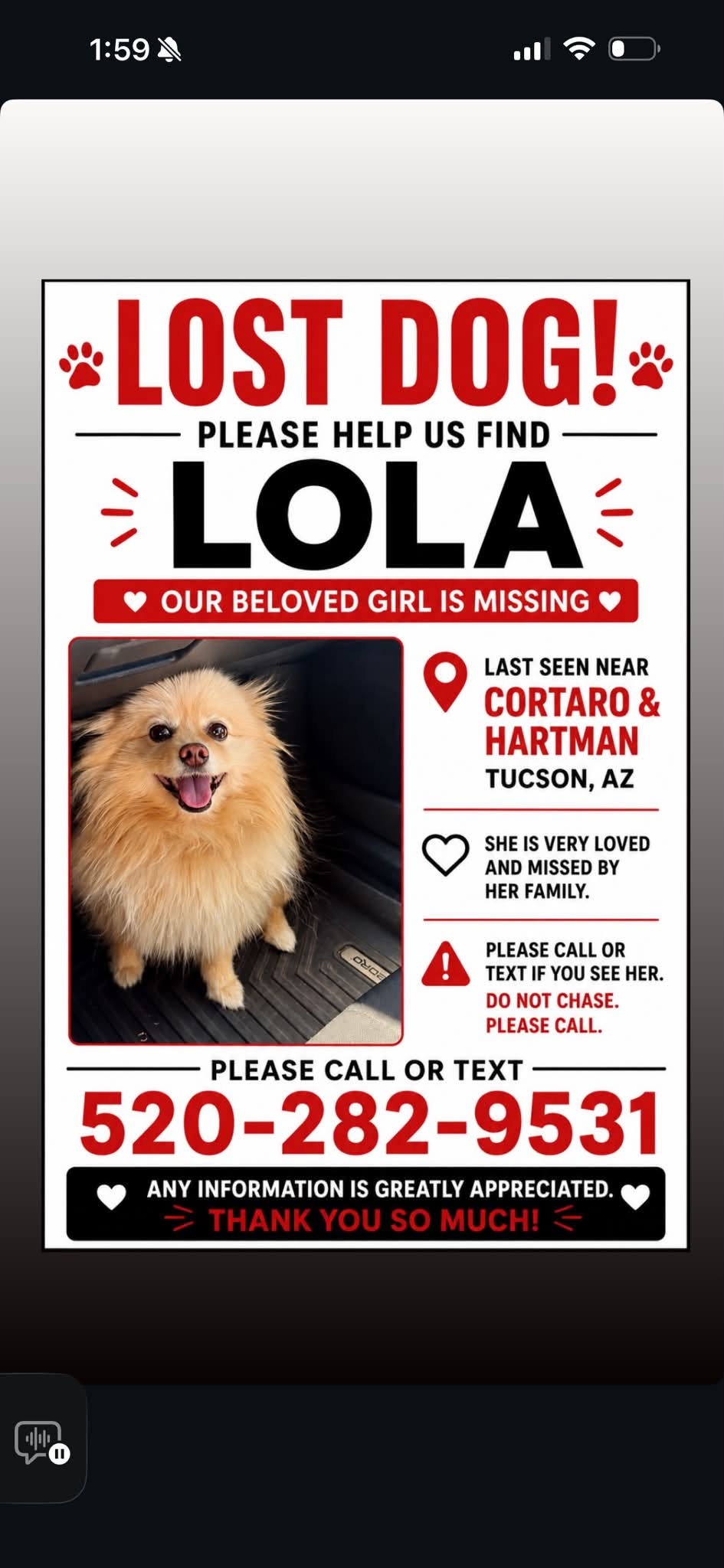 Lost Dog in Tucson