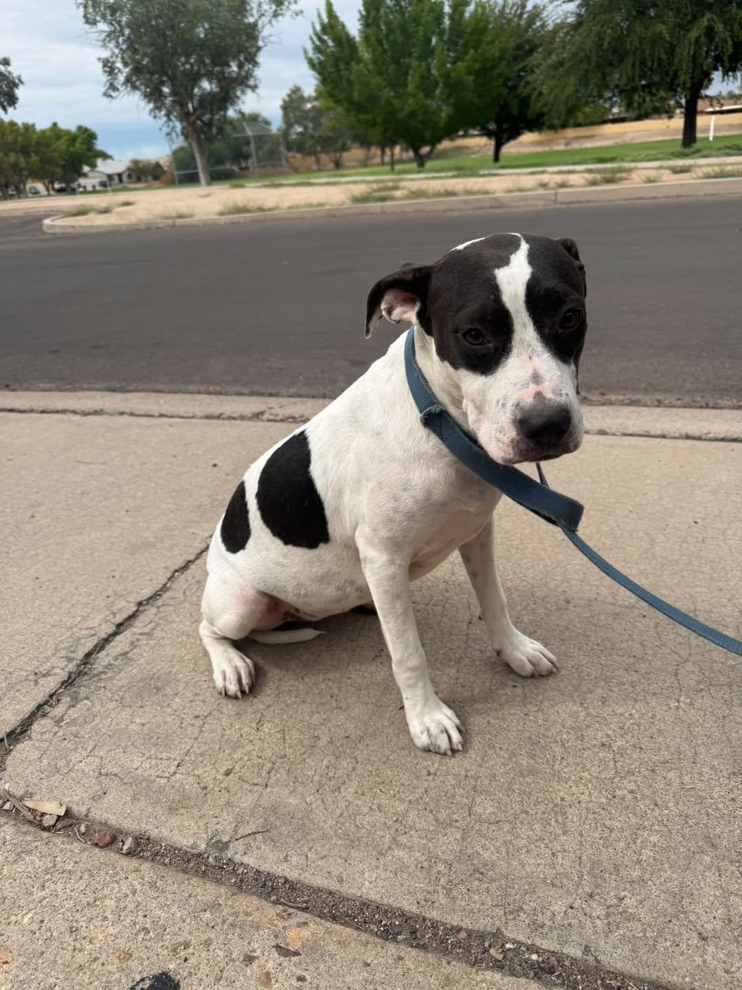 Found dog