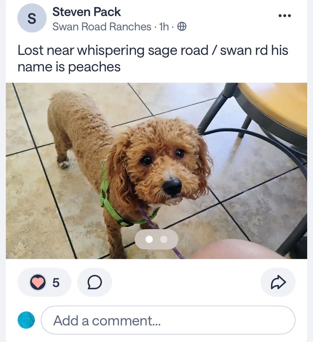 Lost Dog in Tucson