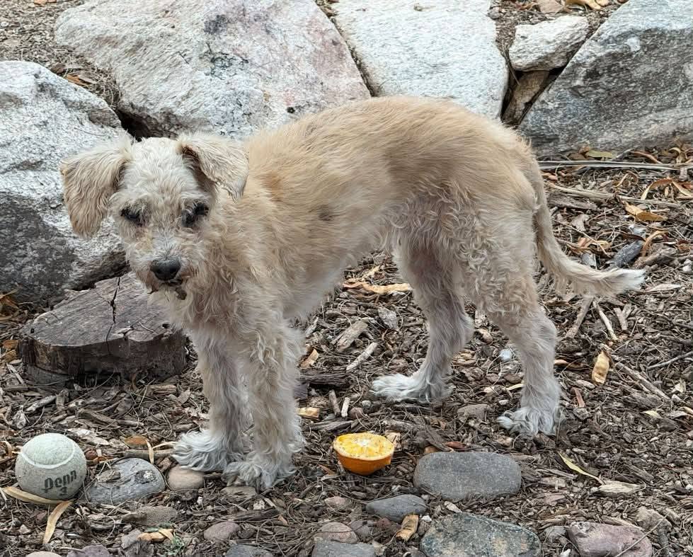 Found dog