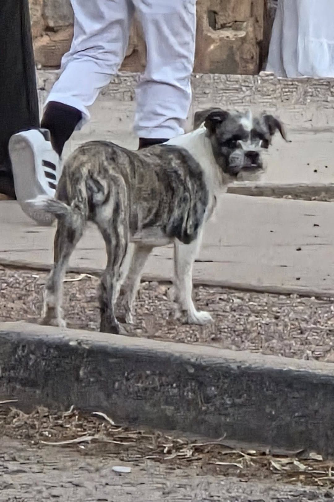 Found dog