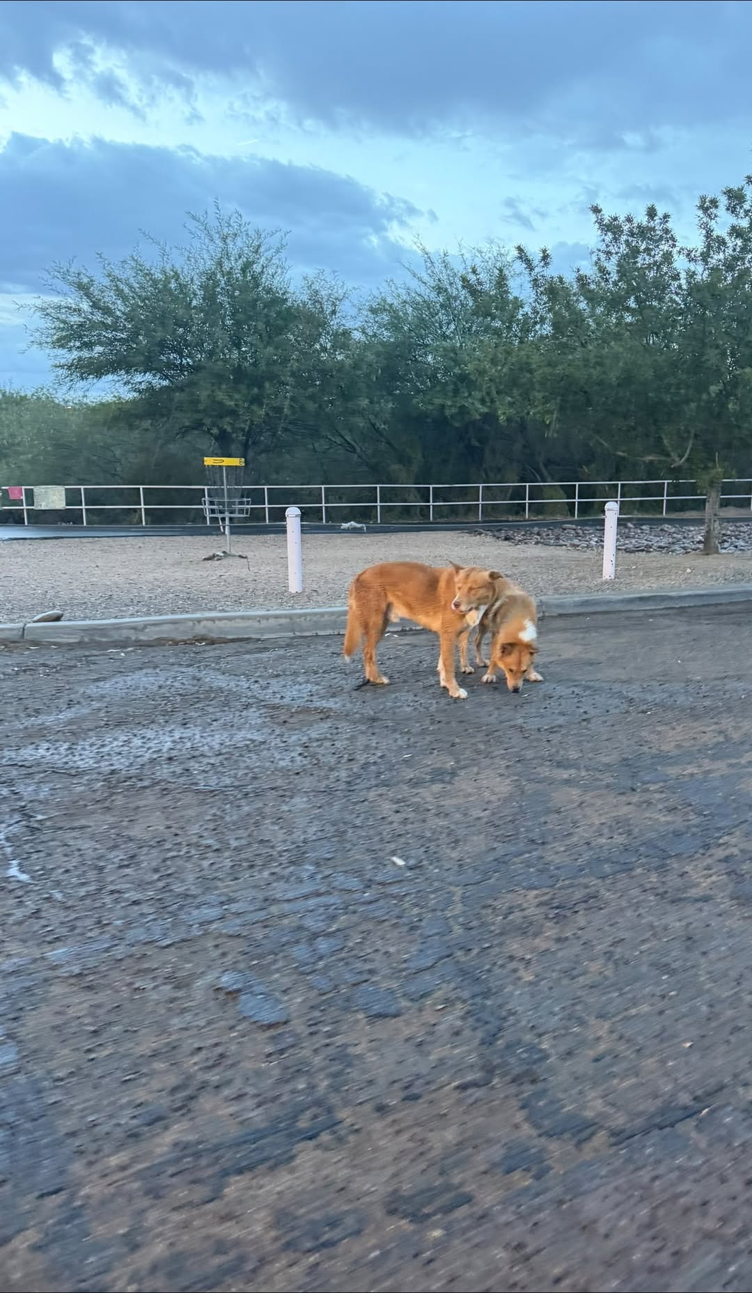 Found dog