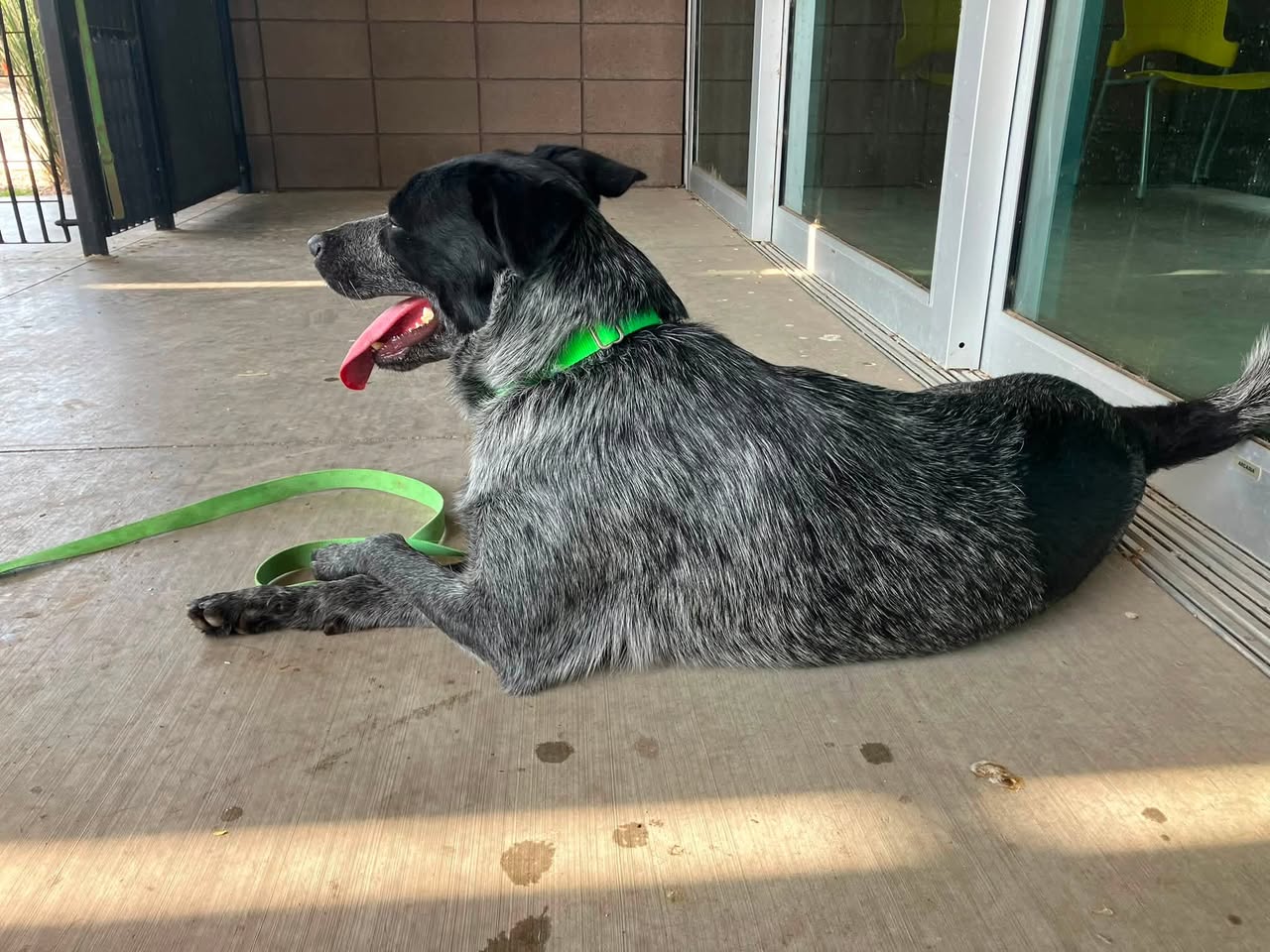 Found dog