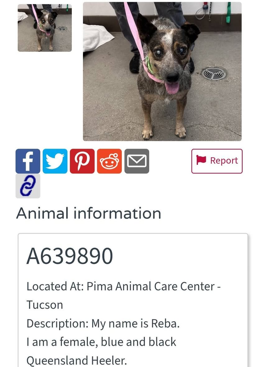 Found dog