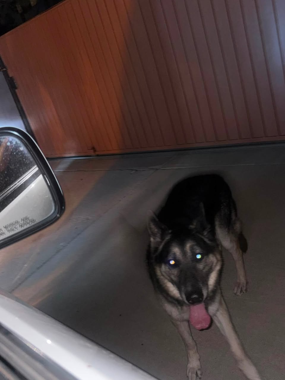 Found dog