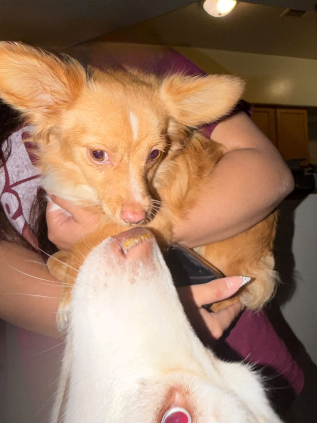 Found dog