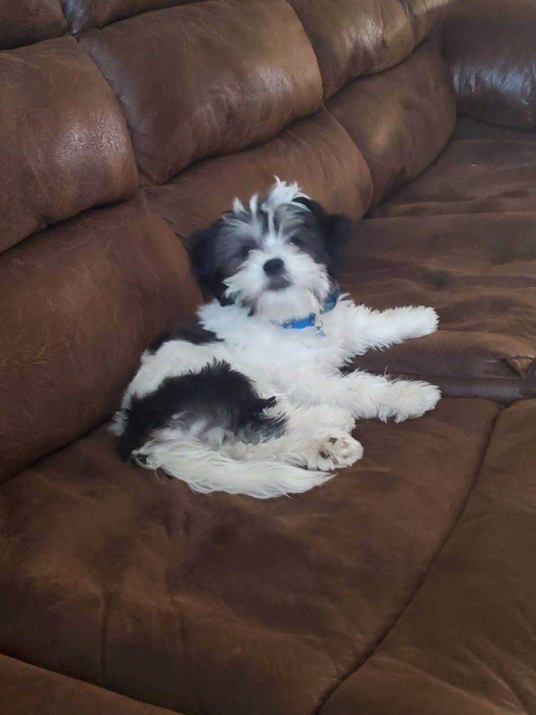 Found dog