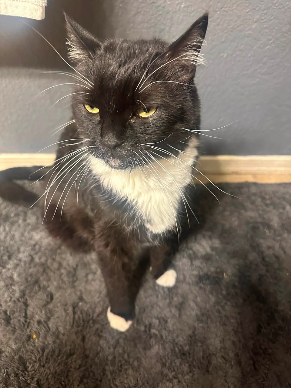 Lost cat
