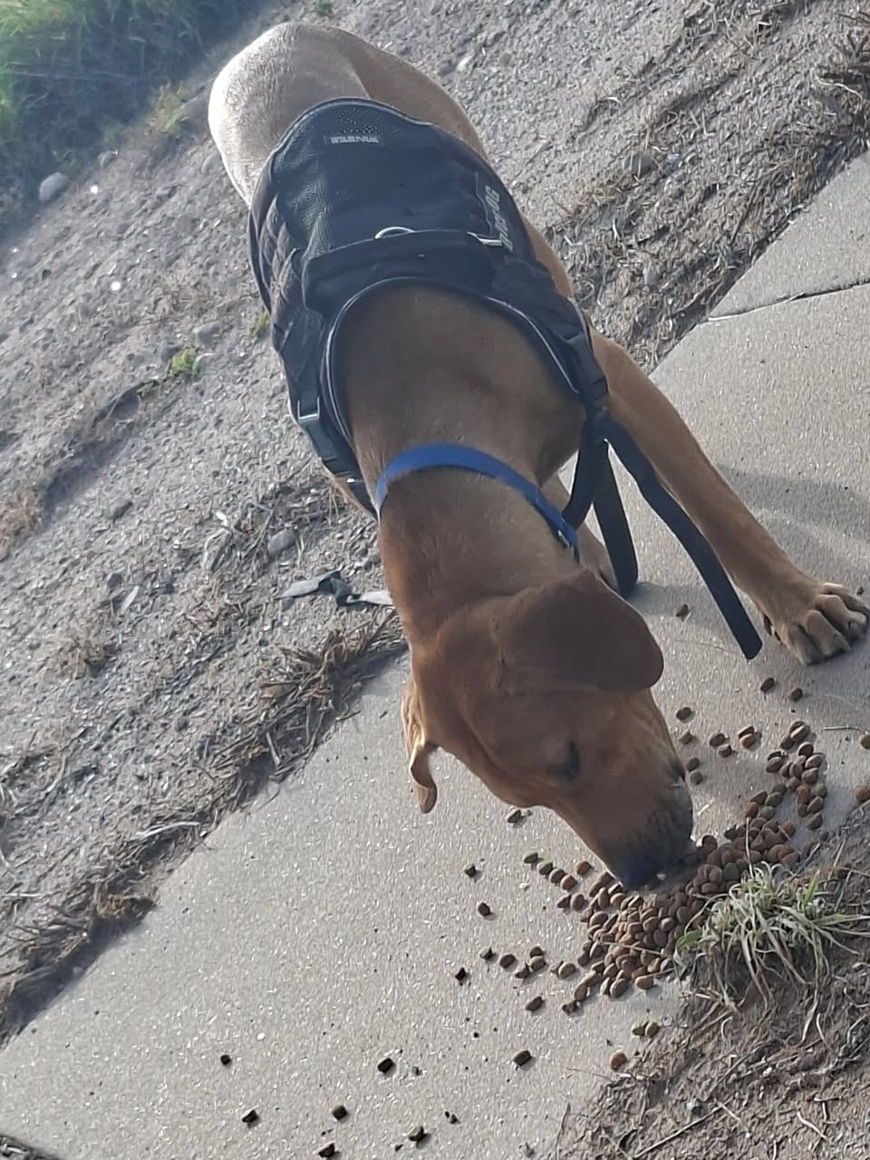 Found dog