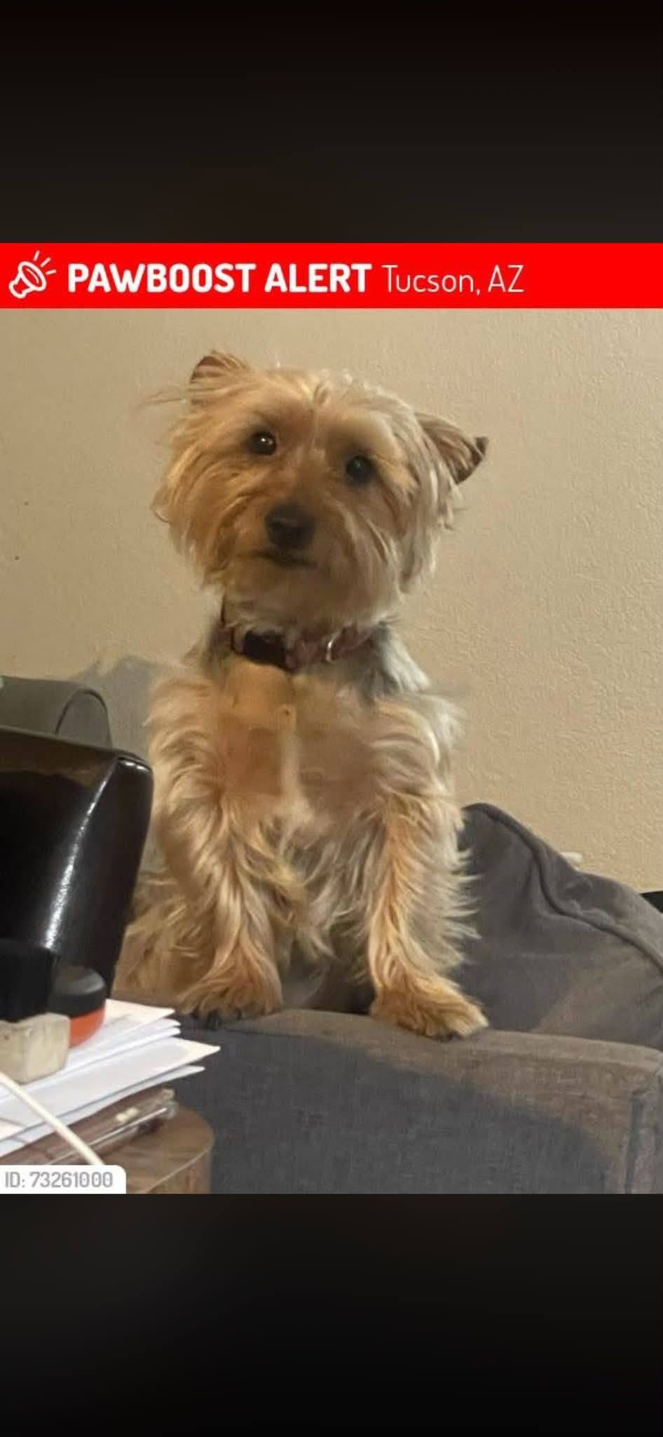 Lost dog