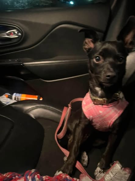 Lost Dog in Tucson
