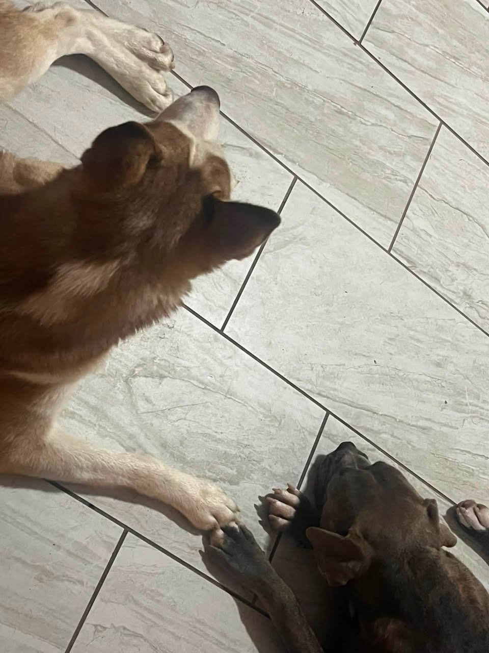 Lost dog