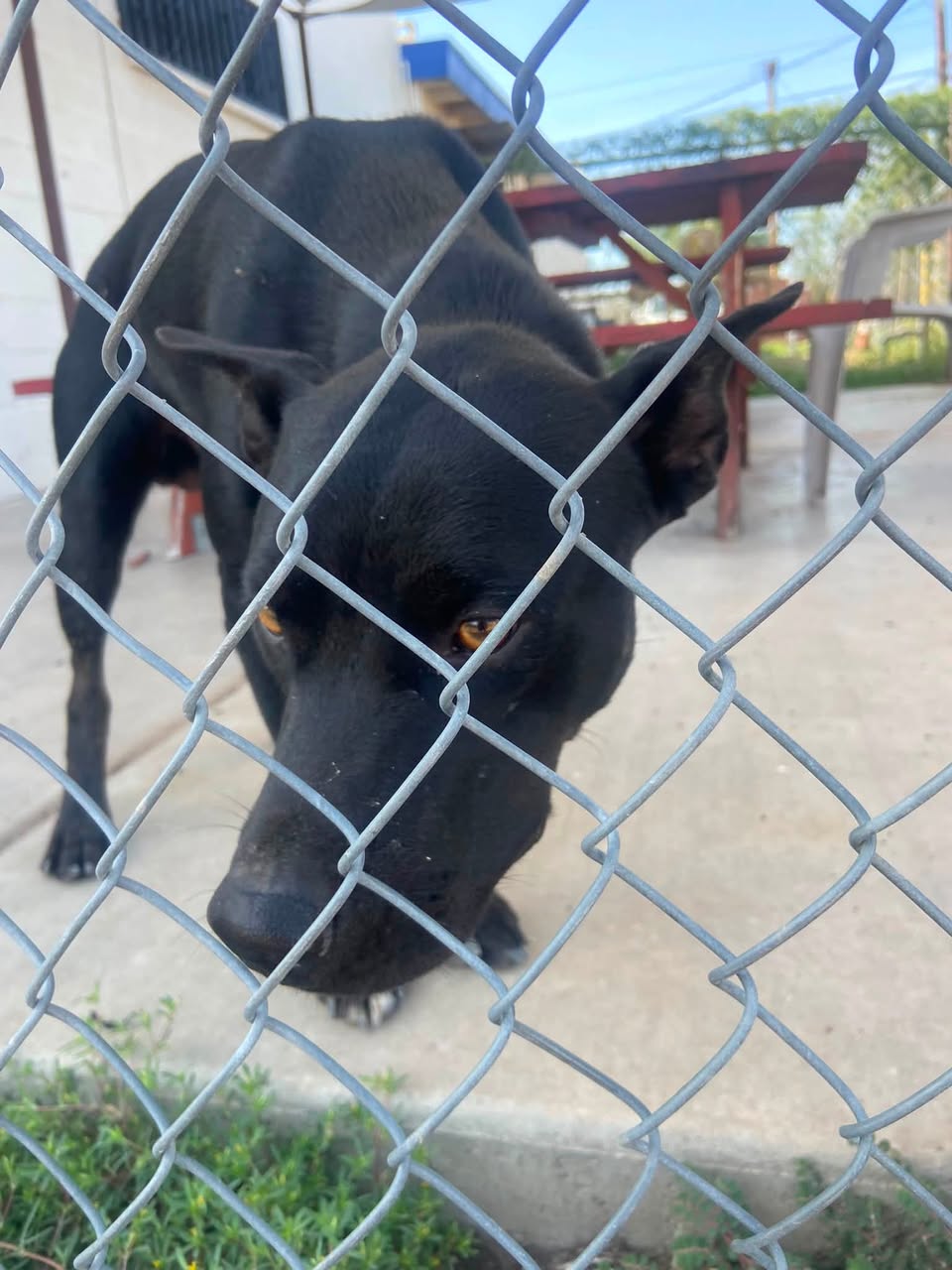 Found Dog in Tucson