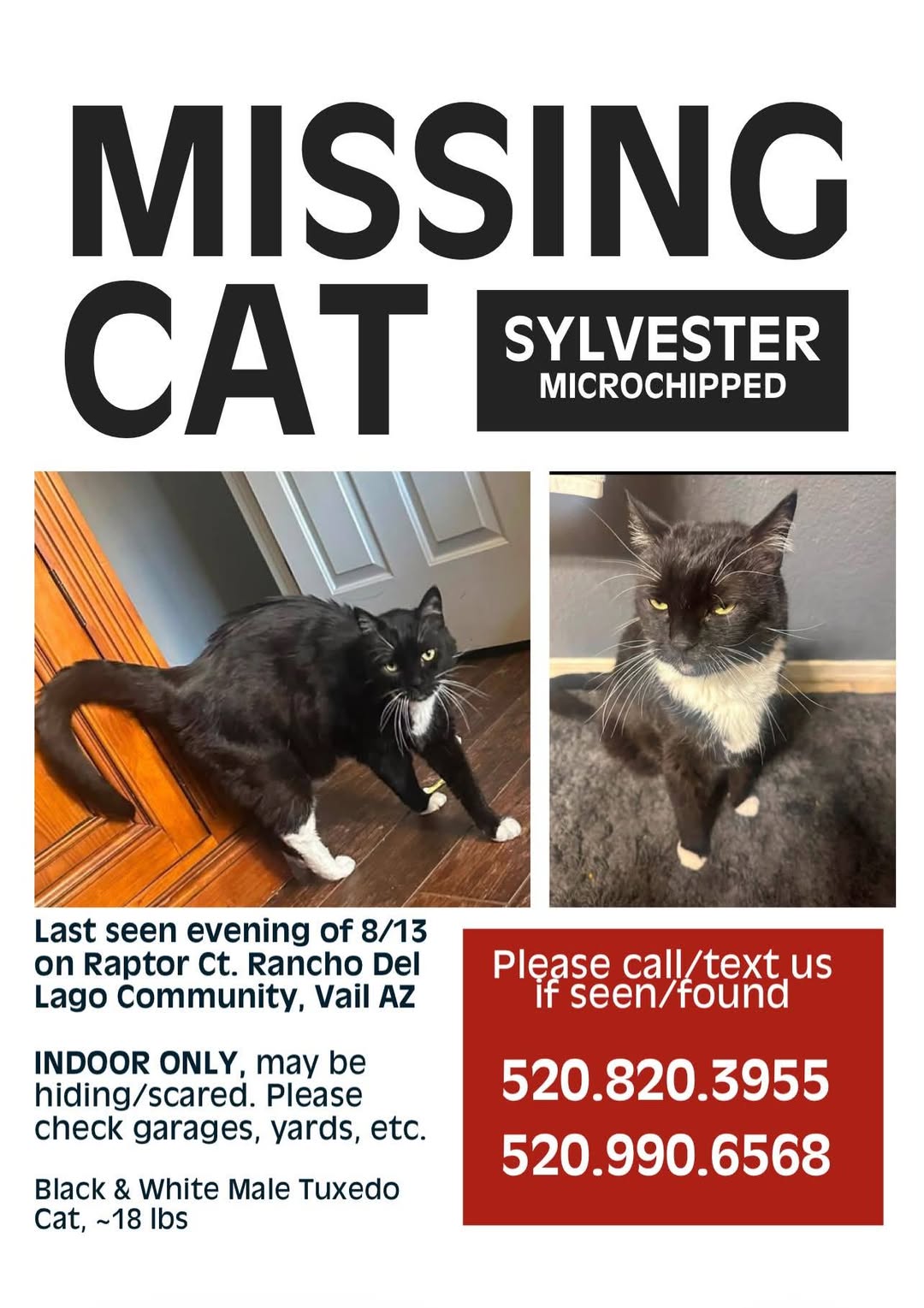 Lost Cat in Vail