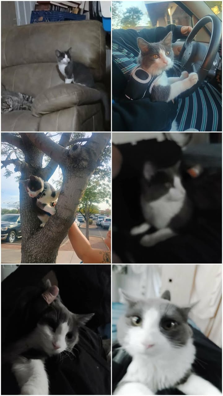 Lost Cat in Palo Verde & Drexel
