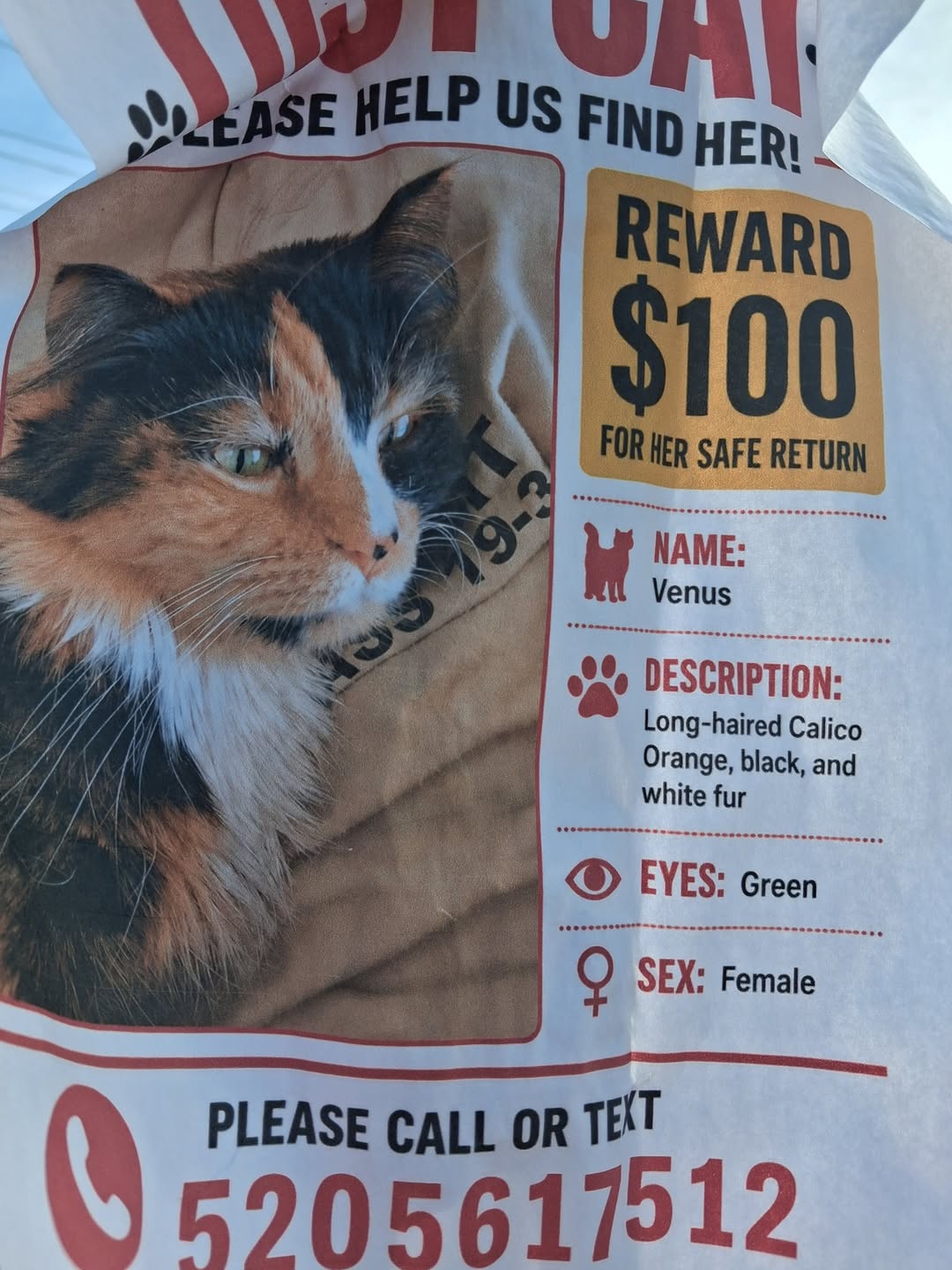 Lost Cat in Tucson