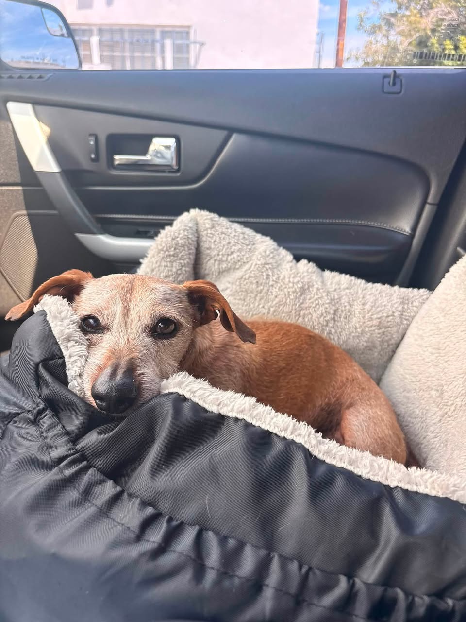 Found Dog in Tucson
