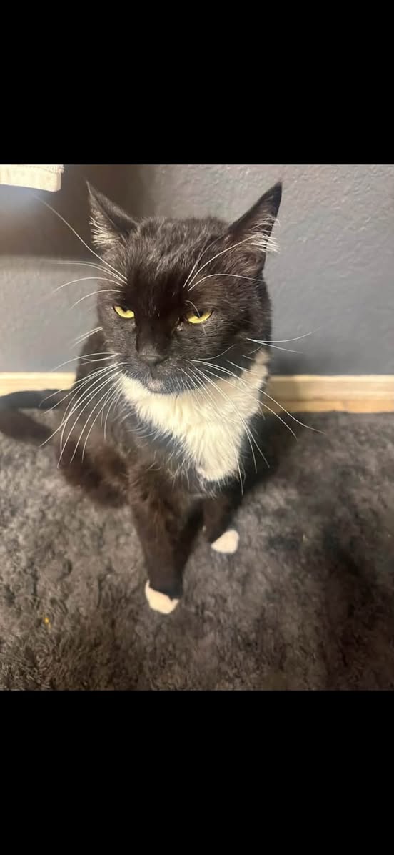 Lost Cat in Tucson