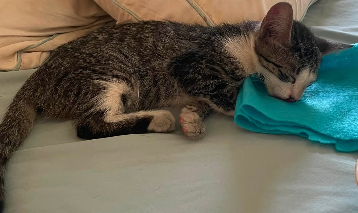 Found cat