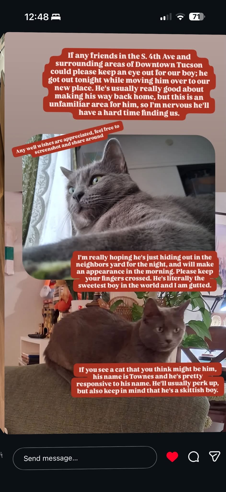 Lost cat